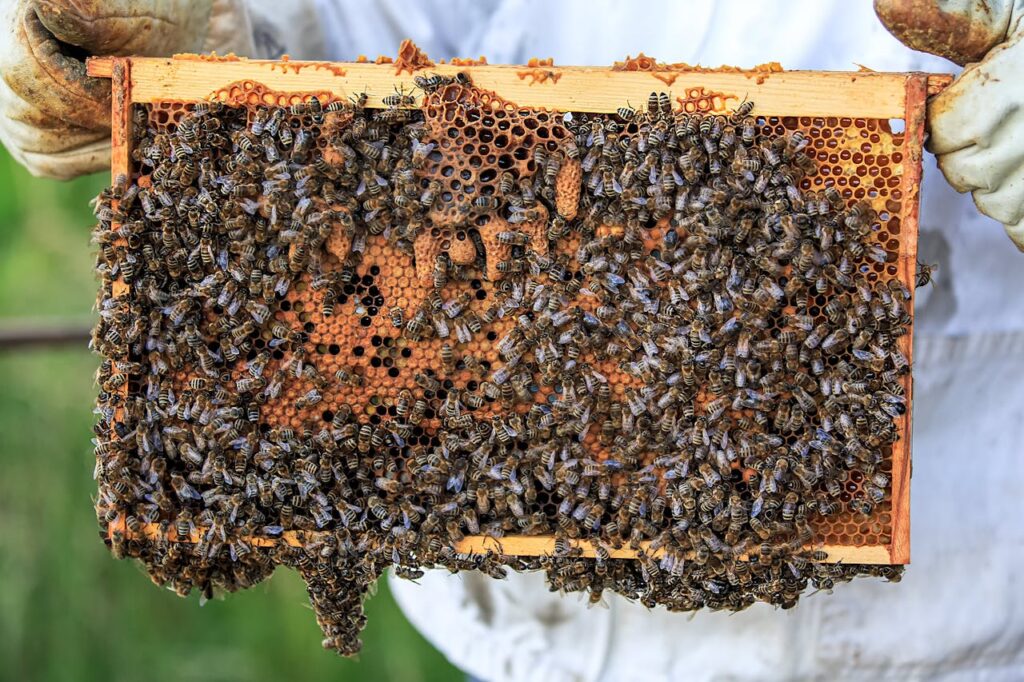 Detailed view of bees on a honeycomb frame held by beekeeper outdoors.