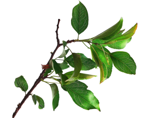 fatima al daood element 01